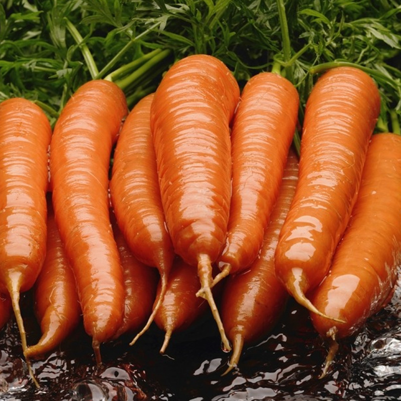 ผงแครอท ผงแครอท