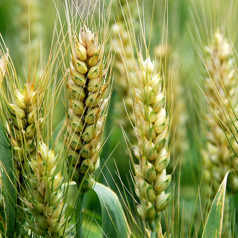 ผงข้าวบาร์เลย์ ผงข้าวบาร์เลย์